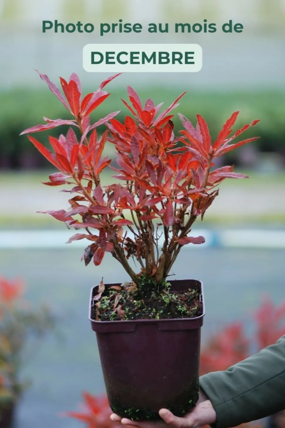 ROUÉ PÉPINIÈRES - Azalée de chine luteum' - en pot de 4 litres