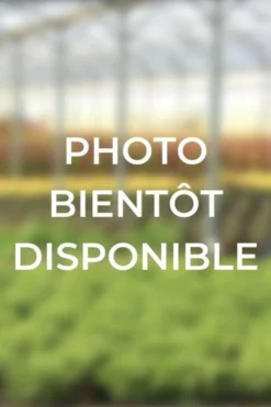 ROUÉ PÉPINIÈRES - Azalée glendoick ? 'rosebud' - en pot de 4 litres