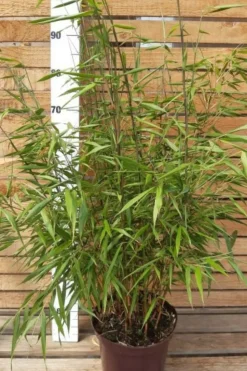 ROUÉ PÉPINIÈRES - Bambou non traçant 'asian wonder' - en pot de 10 litres