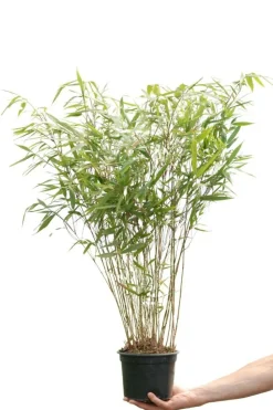 ROUÉ PÉPINIÈRES - Bambou non traçant 'asian wonder' - en pot de 10 litres