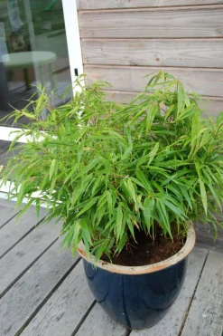 ROUÉ PÉPINIÈRES - Bambou non traçant rufa - en pot de 2 litres