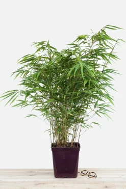 ROUÉ PÉPINIÈRES - Bambou non traçant rufa - en pot de 2 litres