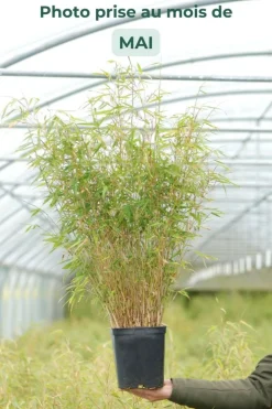 ROUÉ PÉPINIÈRES - Bambou non traçant rufa - en pot de 2 litres