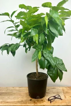 ROUÉ PÉPINIÈRES - Bergamotier ou citronnier bergamote - en pot de 5 litres