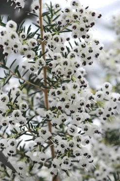 ROUÉ PÉPINIÈRES - Bruyère de noël - en pot de 3 litres