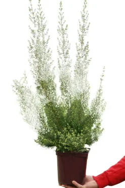 ROUÉ PÉPINIÈRES - Bruyère de noël - en pot de 3 litres