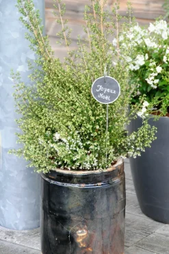 ROUÉ PÉPINIÈRES - Bruyère de noël - en pot de 3 litres