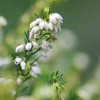ROUÉ PÉPINIÈRES - Bruyère d'hiver white spring surprise' - en pot de 5 litres