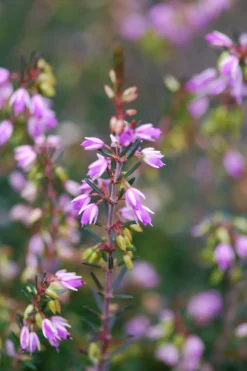 ROUÉ PÉPINIÈRES - Bruyère d'hiver white spring surprise' - en pot de 5 litres