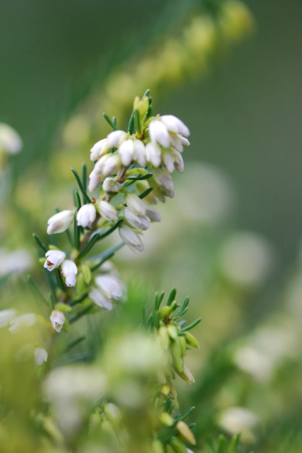 ROUÉ PÉPINIÈRES - Bruyère d'hiver white spring surprise' - en pot de 3 litres