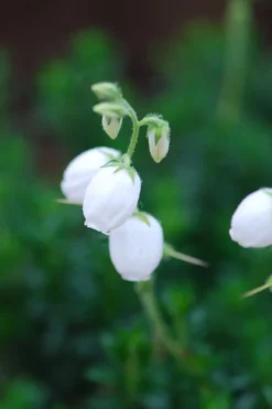 ROUÉ PÉPINIÈRES - Bruyère d'irlande'ute' - en pot de 1 litre