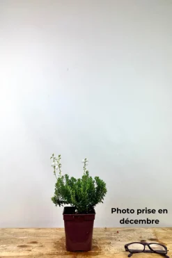 ROUÉ PÉPINIÈRES - Bruyère d'irlande'ute' - en pot de 1 litre