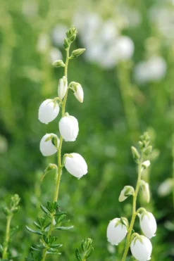 ROUÉ PÉPINIÈRES - Bruyère d'irlande'ute' - en pot de 1 litre