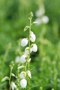 ROUÉ PÉPINIÈRES - Bruyère d'irlande'ute' - en pot de 1 litre
