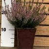 ROUÉ PÉPINIÈRES - Bruyère d'été 'pink bettina' - en pot de 1 litre