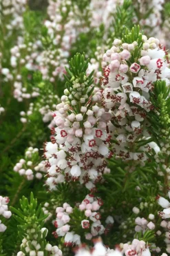 ROUÉ PÉPINIÈRES - Bruyère vagabonde 'alba' - en pot de 1 litre