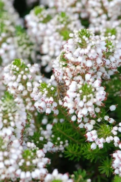ROUÉ PÉPINIÈRES - Bruyère vagabonde 'alba' - en pot de 1 litre