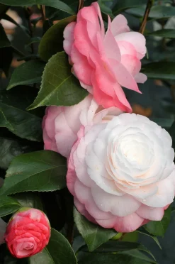 ROUÉ PÉPINIÈRES - Camelia 'desire' - en pot de 1 litre