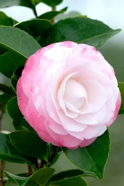 ROUÉ PÉPINIÈRES - Camelia 'desire' - en pot de 1 litre