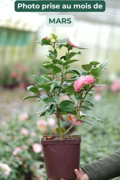ROUÉ PÉPINIÈRES - Camelia 'desire' - en pot de 1 litre