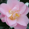ROUÉ PÉPINIÈRES - Camelia 'la psalette' - en pot de 1 litre