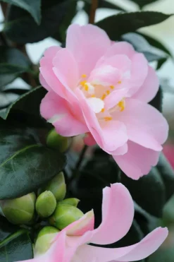ROUÉ PÉPINIÈRES - Camelia 'la psalette' - en pot de 1 litre
