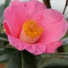 ROUÉ PÉPINIÈRES - Camelia 'st ewe' - en pot de 1 litre
