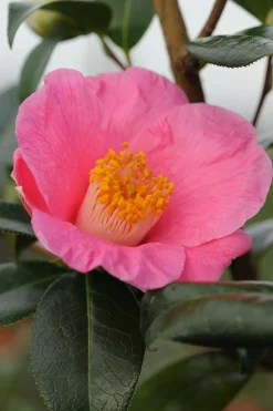 ROUÉ PÉPINIÈRES - Camelia 'st ewe' - en pot de 1 litre