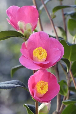 ROUÉ PÉPINIÈRES - Camelia 'st ewe' - en pot de 1 litre