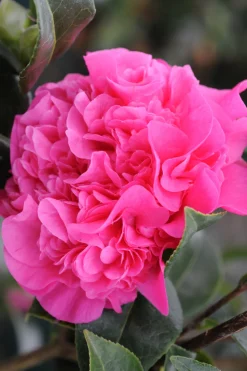 ROUÉ PÉPINIÈRES - Camélia 'ack scent' - en pot de 1 litre