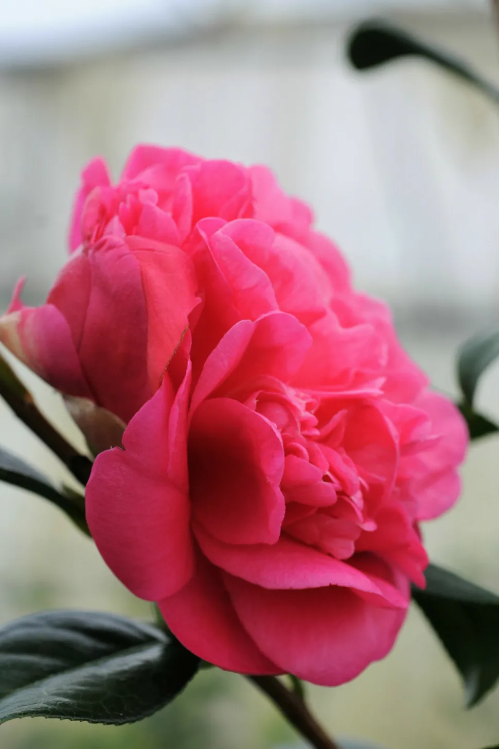 ROUÉ PÉPINIÈRES - Camélia 'anticipation' - en pot de 1 litre