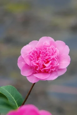 ROUÉ PÉPINIÈRES - Camélia 'anticipation' - en pot de 1 litre
