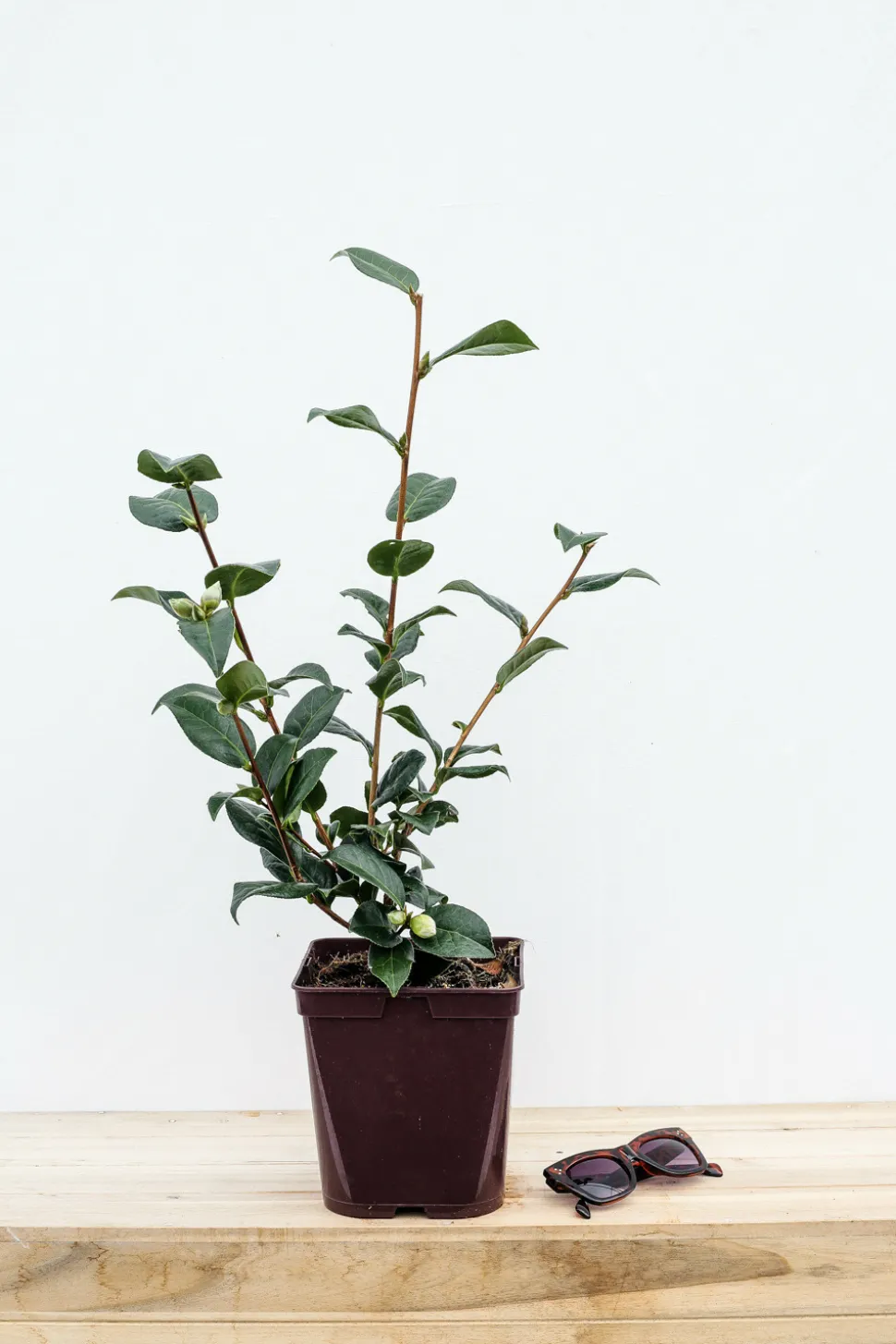 ROUÉ PÉPINIÈRES - Camélia 'anticipation' - en pot de 1 litre