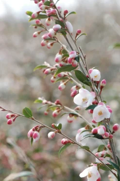 ROUÉ PÉPINIÈRES - Camélia 'cupido' - en pot de 5 litres