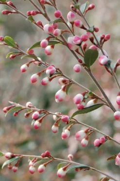 ROUÉ PÉPINIÈRES - Camélia 'cupido' - en pot de 5 litres