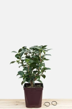 ROUÉ PÉPINIÈRES - Camélia 'dahlohnega' - en pot de 1 litre