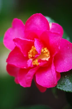 ROUÉ PÉPINIÈRES - Camélia d'automne 'crimson king' - en pot de 1 litre