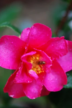 ROUÉ PÉPINIÈRES - Camélia d'automne 'crimson king' - en pot de 1 litre