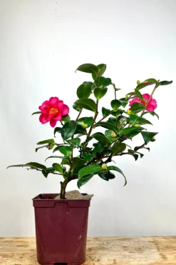 ROUÉ PÉPINIÈRES - Camélia d'automne 'crimson king' - en pot de 1 litre