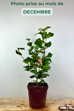 ROUÉ PÉPINIÈRES - Camélia 'dr king' - en pot de 1 litre