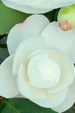 ROUÉ PÉPINIÈRES - Camélia 'early pearly' - en pot de 3 litres