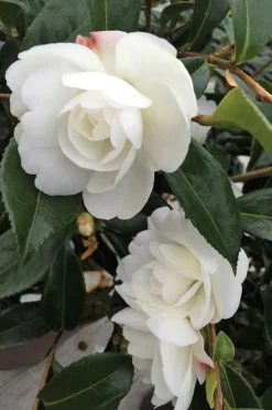 ROUÉ PÉPINIÈRES - Camélia 'early pearly' - en pot de 3 litres