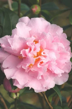 ROUÉ PÉPINIÈRES - Camélia 'el dorado' - en pot de 1 litre