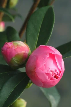 ROUÉ PÉPINIÈRES - Camélia 'el dorado' - en pot de 1 litre