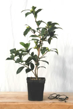 ROUÉ PÉPINIÈRES - Camélia 'el dorado' - en pot de 1 litre