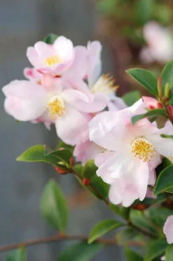 ROUÉ PÉPINIÈRES - Camélia 'fairy blush' - en pot de 2 litres