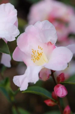 ROUÉ PÉPINIÈRES - Camélia 'fairy blush' - en pot de 2 litres