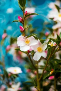 ROUÉ PÉPINIÈRES - Camélia 'fairy blush' - en pot de 2 litres