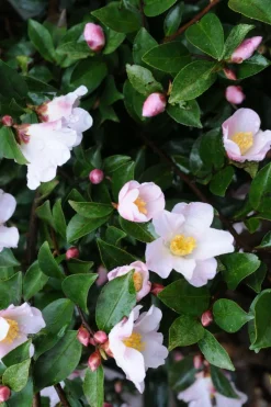 ROUÉ PÉPINIÈRES - Camélia 'fairy blush' - en pot de 2 litres