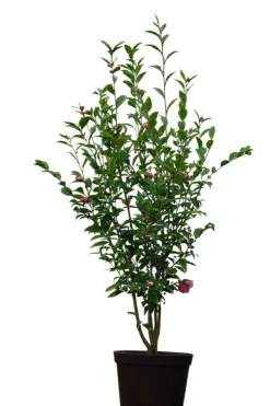 ROUÉ PÉPINIÈRES - Camélia fragrant joy - en pot de 5 litres